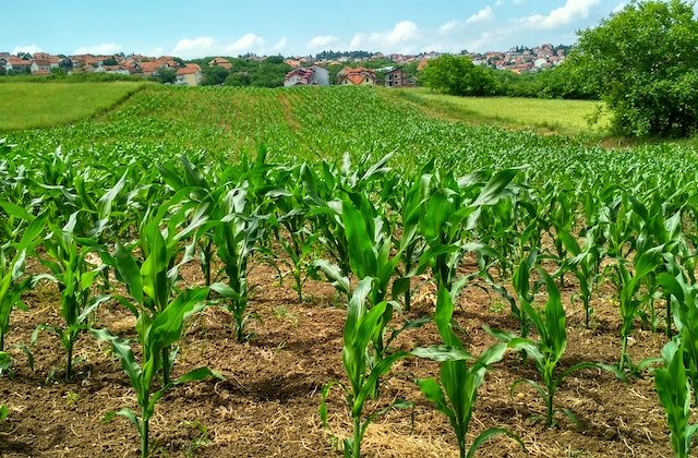 Agriculture Service